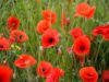 Legion Warning of Potential Scams as Poppy Campaign Approaches