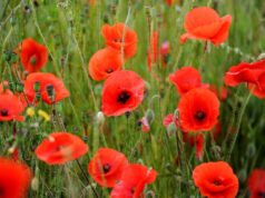 Legion Warning of Potential Scams as Poppy Campaign Approaches