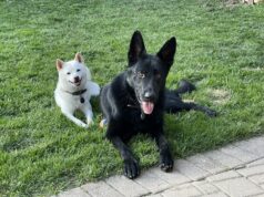 Puppy Scam Results in Victim Losing Almost $2000