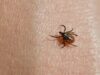 Public Health Updated Guide Agaisnt Ticks