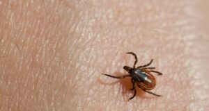Public Health Updated Guide Agaisnt Ticks