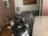 Humane Society Launching Pet Calendar Contest