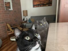 Humane Society Launching Pet Calendar Contest
