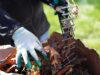 Leaf and Yard Waste Begins in Wellington County