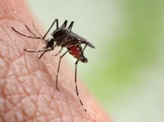 Dead Crow in Guelph Tests Positive for West Nile Virus