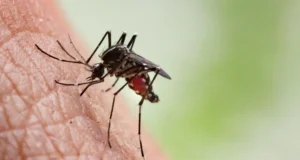 Dead Crow in Guelph Tests Positive for West Nile Virus