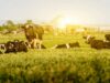 Nominations Close Soon for Ontario Excellence in Agriculture Awards