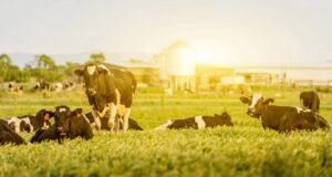Nominations Close Soon for Ontario Excellence in Agriculture Awards