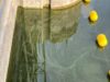 Second Blue-Green Algae Bloom Spotted in Belwood Lake