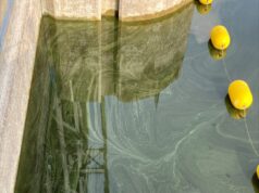 Second Blue-Green Algae Bloom Spotted in Belwood Lake