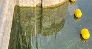 Second Blue-Green Algae Bloom Spotted in Belwood Lake
