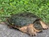 Turtle Season Begins Across UTRCA