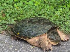Turtle Season Begins Across UTRCA