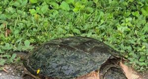 Turtle Season Begins Across UTRCA