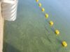Blue-Green Algae Discovered Around Guelph Lake