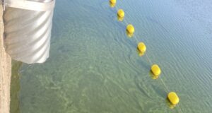 Blue-Green Algae Discovered Around Guelph Lake
