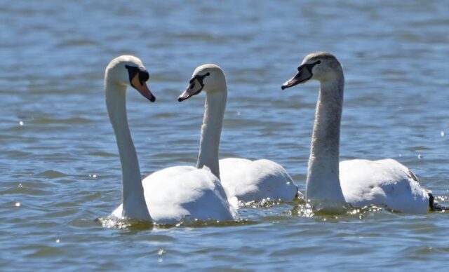 Stratford Swans
