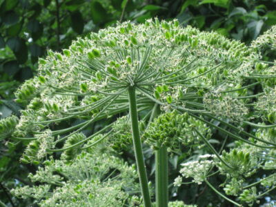 Invasive-Species UTRCA