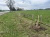 Perth County and Rotary Club Plant 189 New Trees