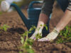 Franklin Drive Community Garden Lives Again