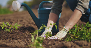 Franklin Drive Community Garden Lives Again