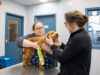 Online Auction Supporting Humane Society