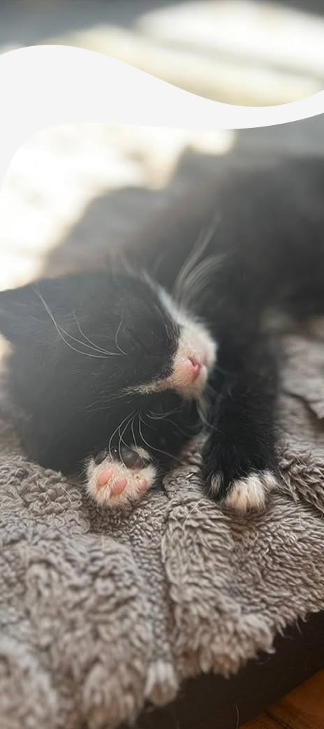 Reginald Humane Society