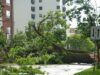 Stratford Responding to Multiple Downed Trees in the City