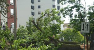 Stratford Responding to Multiple Downed Trees in the City