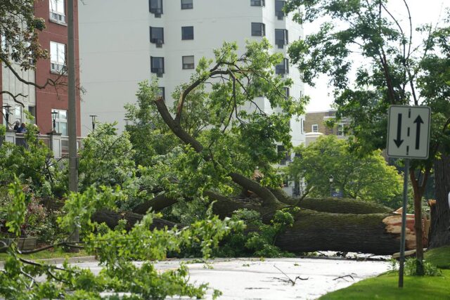 Stratford tree fall