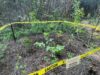 Buckthorn Replaced with Native Trees and Shrubs at Ellice Swamp
