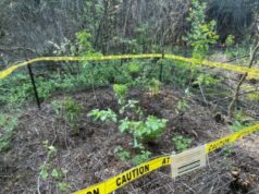 Buckthorn Replaced with Native Trees and Shrubs at Ellice Swamp