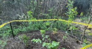 Buckthorn Replaced with Native Trees and Shrubs at Ellice Swamp
