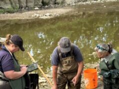 UTRCA Complete Electrofishing Excercises Along Avon River