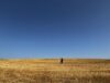 UTRCA Making Site Visits with Winter Wheat Harvest Complete