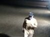 OPP Looking for Suspect in North Perth Break and Enters