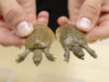 Most Successful Reptile Incubation Season for SOARR