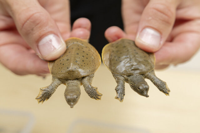 UTRCA Spiny Softshell