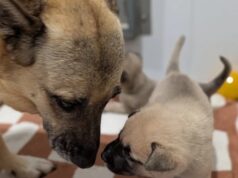 Humane Society Launch Fundraiser for Three Year Old Audrey