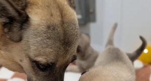 Humane Society Launch Fundraiser for Three Year Old Audrey